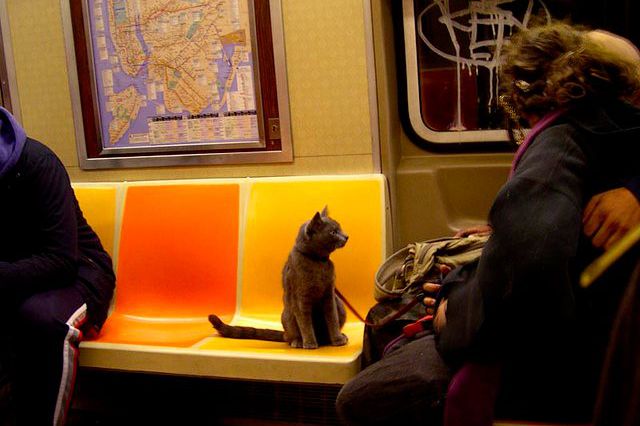 Subway kitty's commute just got a whole lot easier